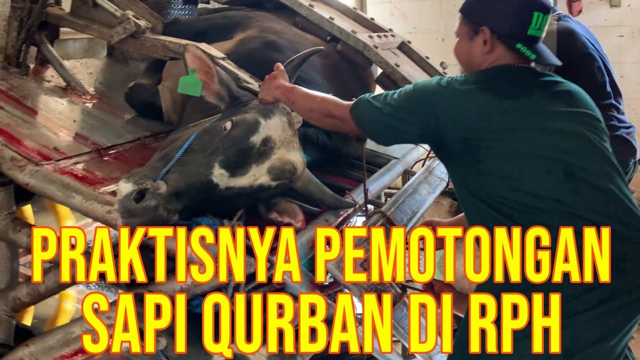 
                                 Pemotongan-Sapi-Qurban-2022-Praktis-Di-RPH